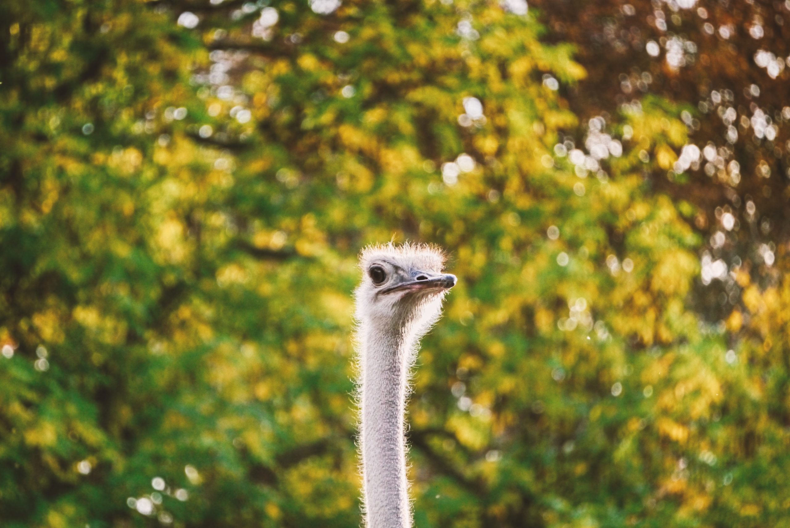 Emanuel Haas ZdcdmQZNIlM Unsplash Photo by Emanuel Haas on Unsplash